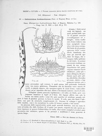 Colletotrichum lindemuthianum image